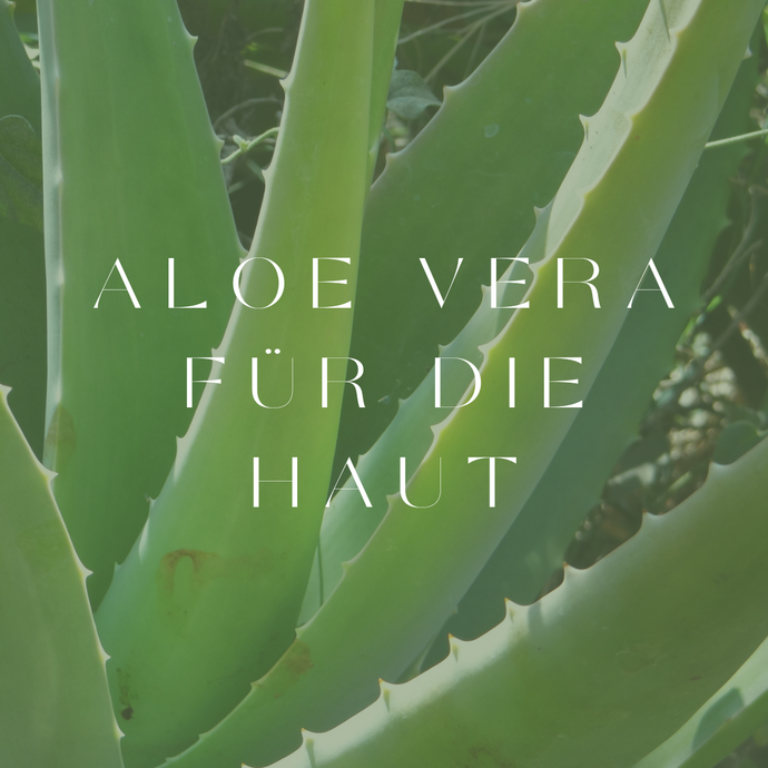 Aloe Vera für die Haut