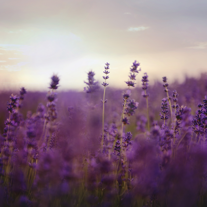 Die Kraft des Lavendels - das ätherische Öl bei Entspannung